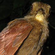 White-chinned Woodcreeper