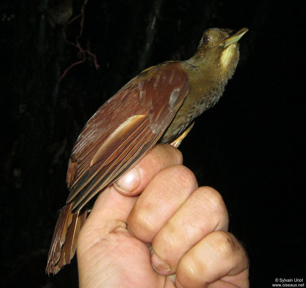 White-chinned Woodcreeper