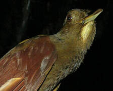 White-chinned Woodcreeper