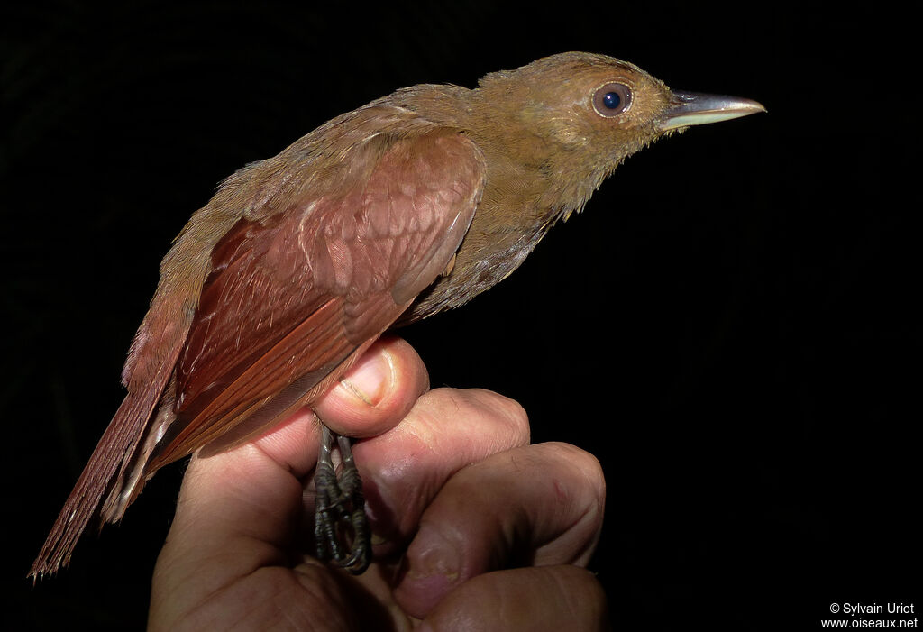 White-chinned Woodcreeper