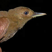 White-chinned Woodcreeper