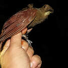 Grimpar à menton blanc