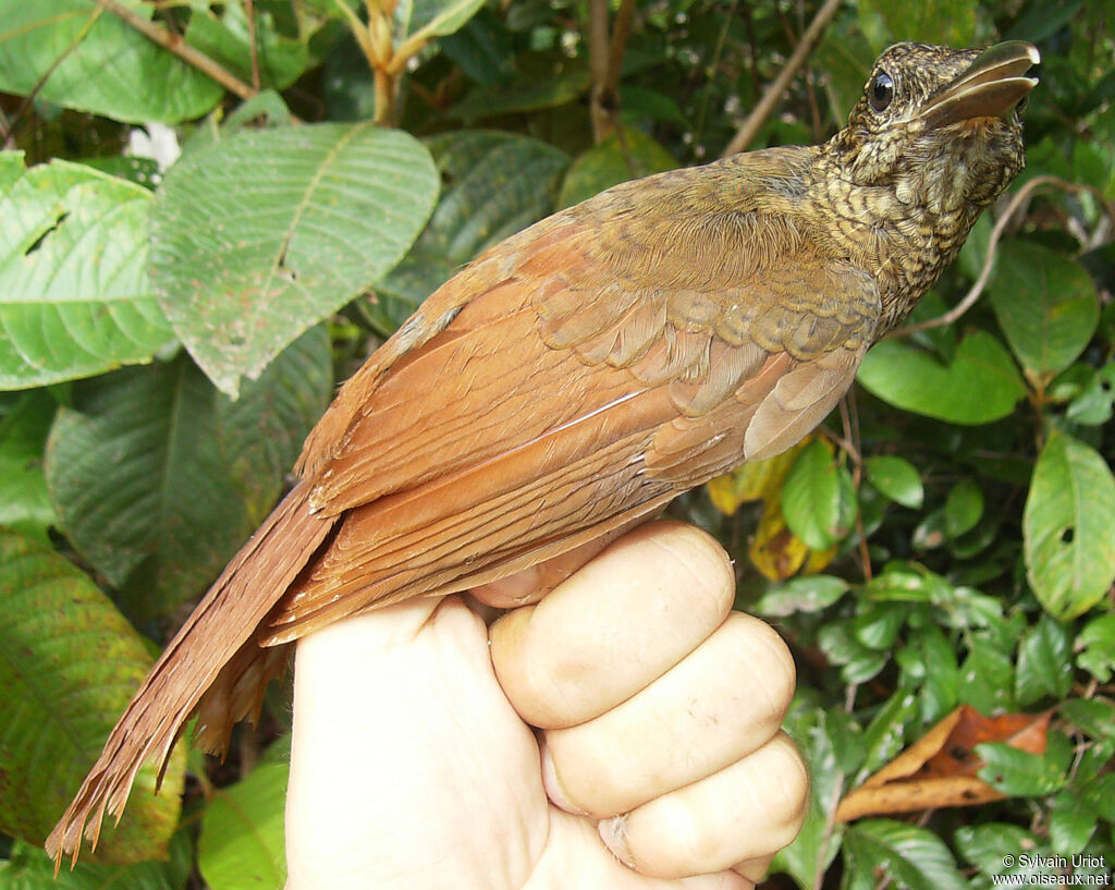 Amazonian Barred Woodcreeper