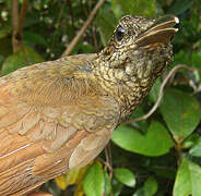 Amazonian Barred Woodcreeper