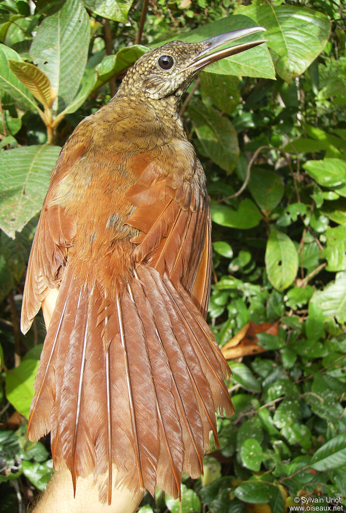 Amazonian Barred Woodcreeper