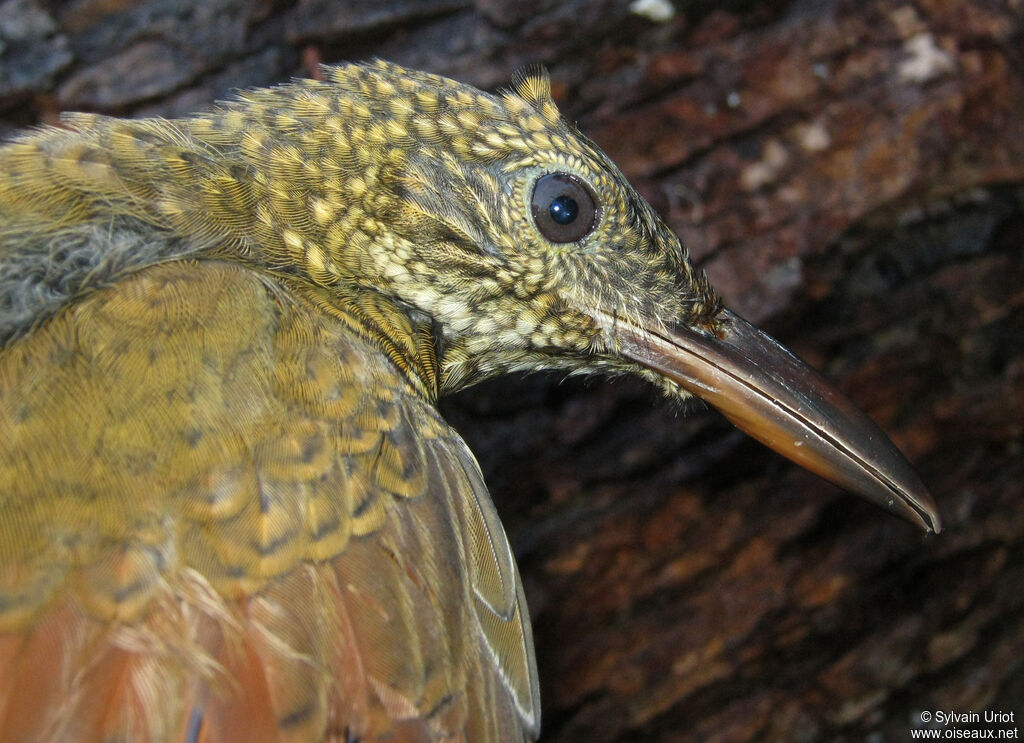 Amazonian Barred Woodcreeper