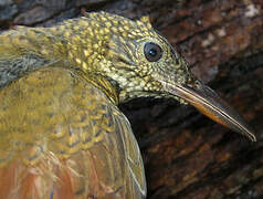 Amazonian Barred Woodcreeper