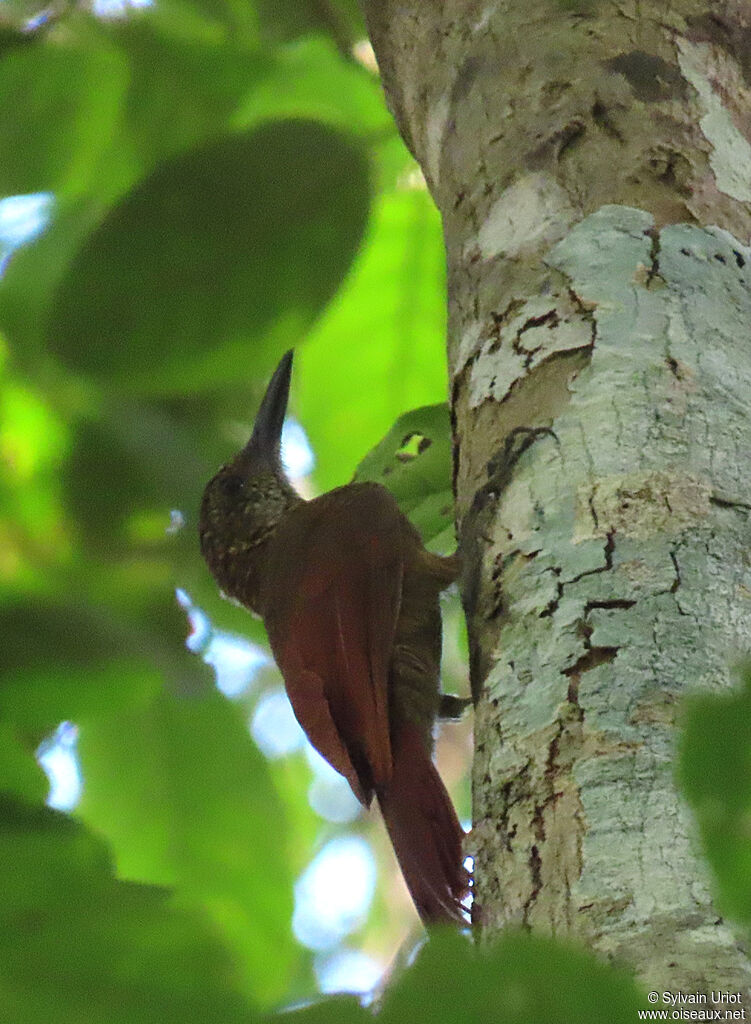 Amazonian Barred Woodcreeperadult