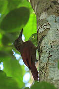 Amazonian Barred Woodcreeper