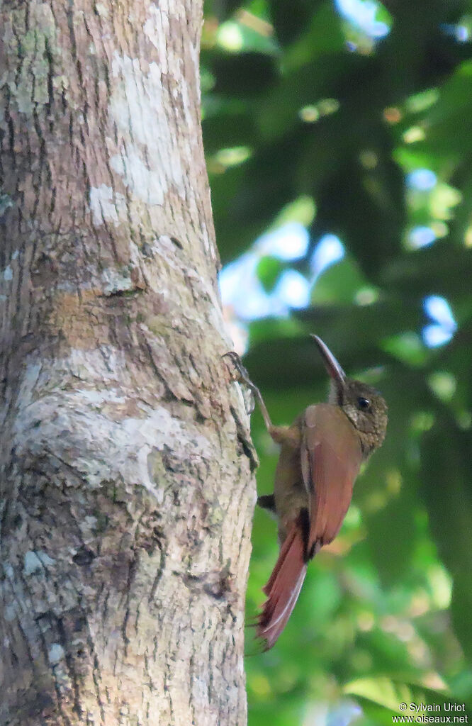 Amazonian Barred Woodcreeperadult