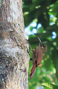 Amazonian Barred Woodcreeper