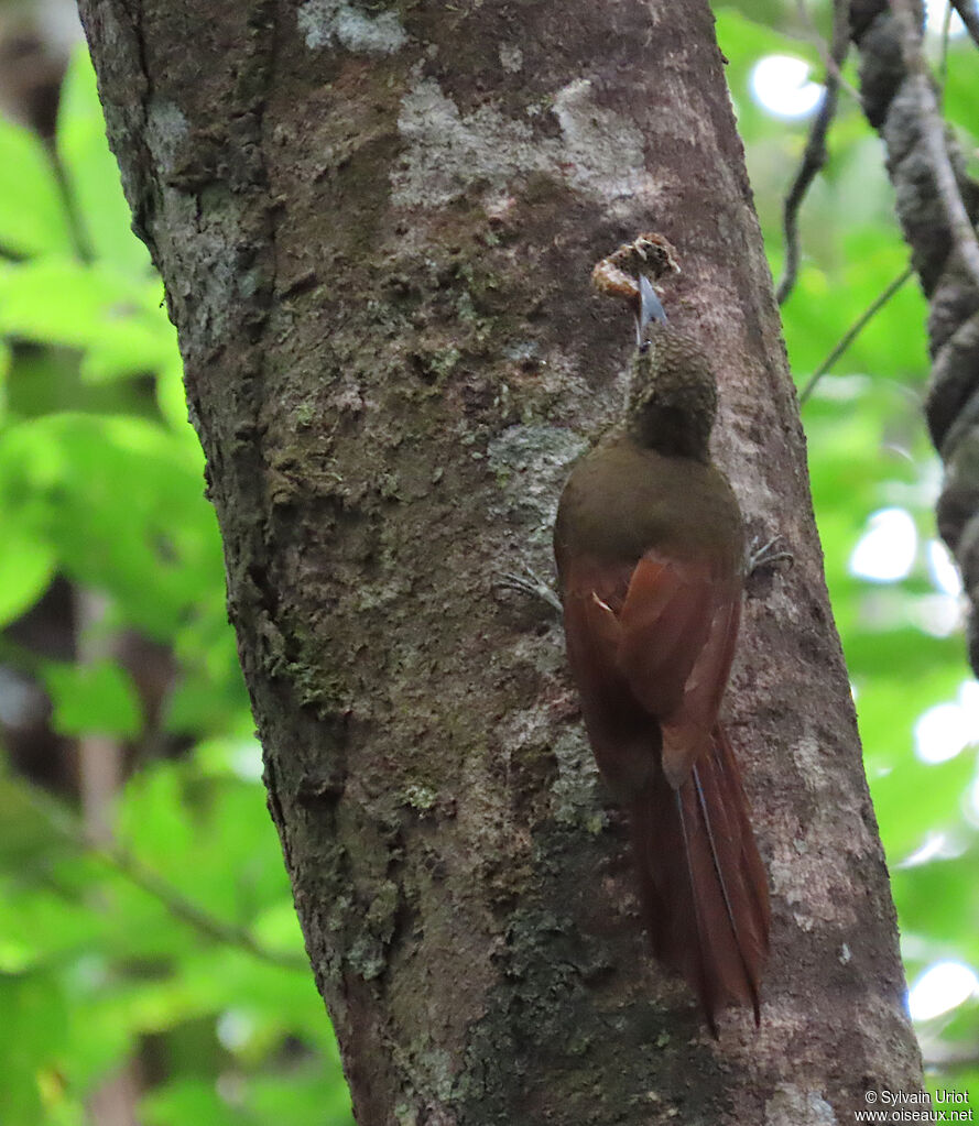 Amazonian Barred Woodcreeperadult