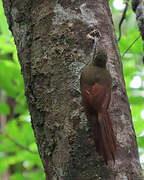 Amazonian Barred Woodcreeper