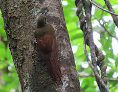 Amazonian Barred Woodcreeper