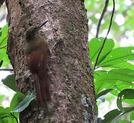 Amazonian Barred Woodcreeper