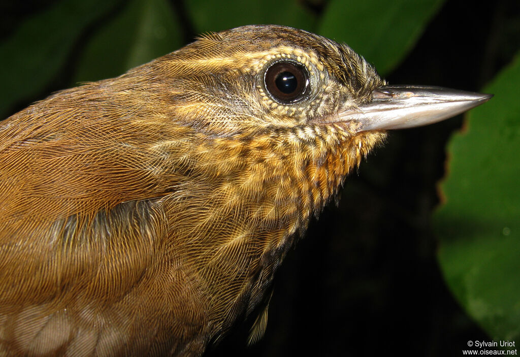 Wedge-billed Woodcreeper