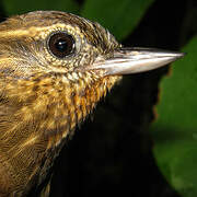 Wedge-billed Woodcreeper