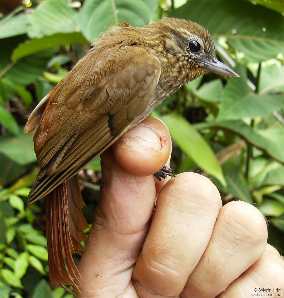 Wedge-billed Woodcreeper