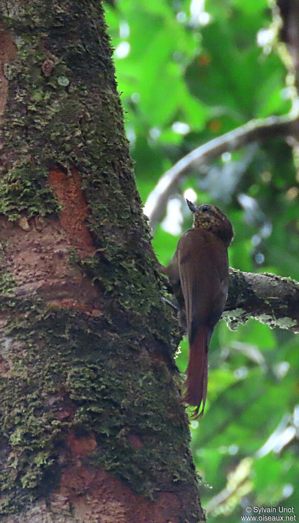 Wedge-billed Woodcreeperadult