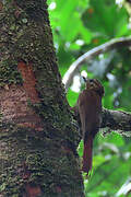 Wedge-billed Woodcreeper