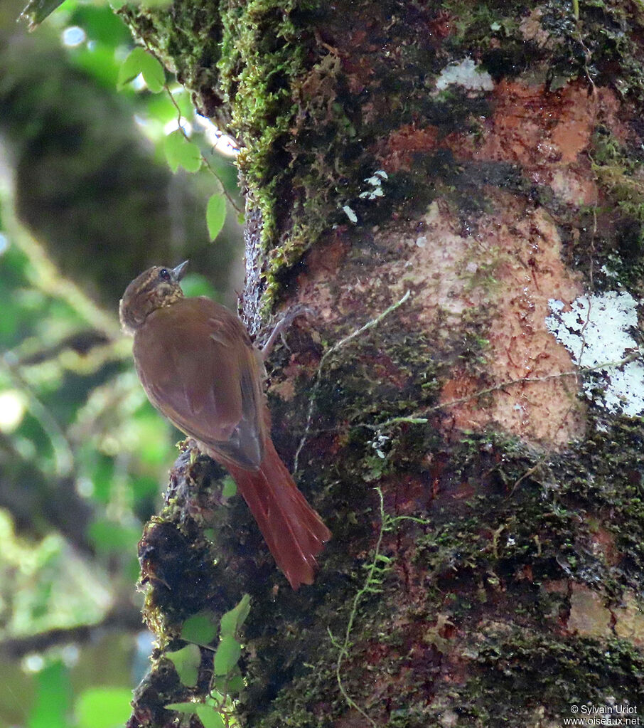 Wedge-billed Woodcreeperadult