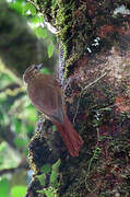 Wedge-billed Woodcreeper