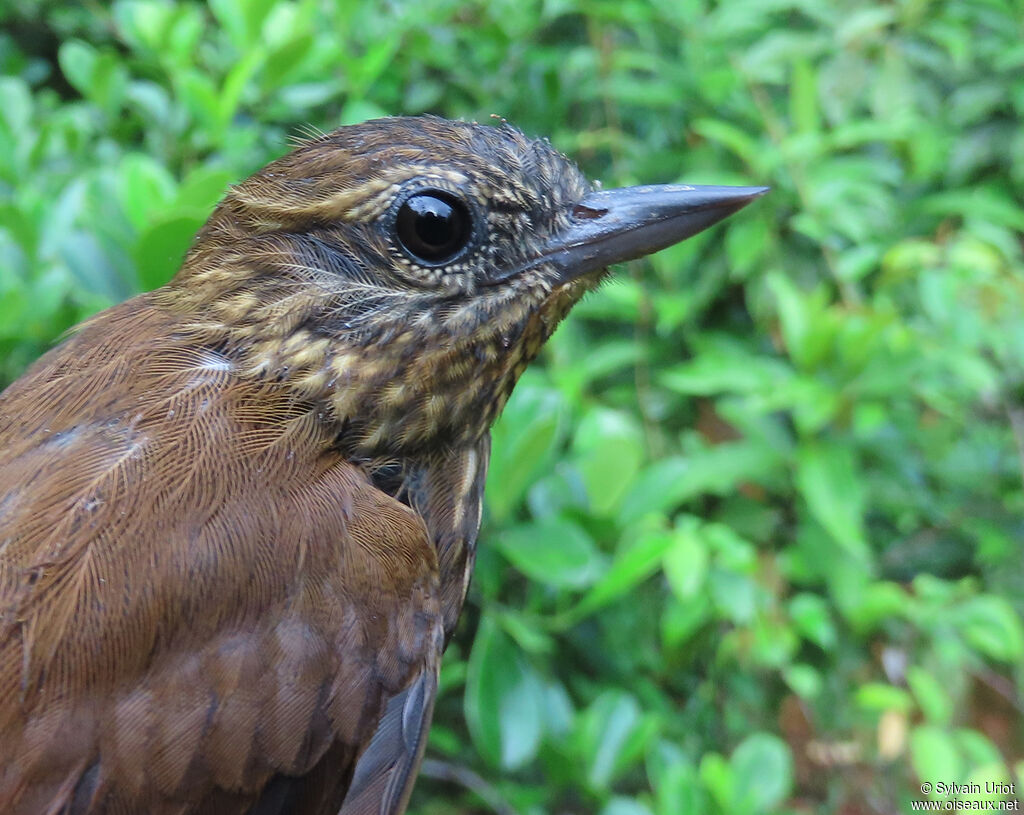 Wedge-billed Woodcreeperadult