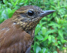 Wedge-billed Woodcreeper