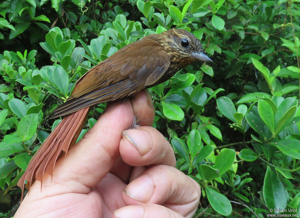 Wedge-billed Woodcreeperadult