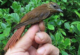 Wedge-billed Woodcreeper