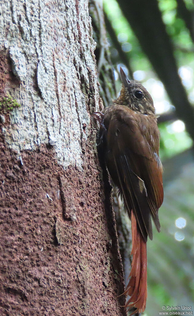 Wedge-billed Woodcreeperadult