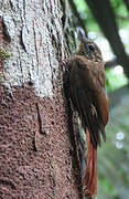 Wedge-billed Woodcreeper