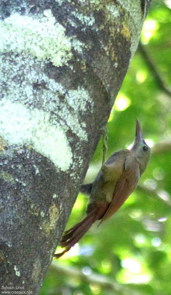 Red-billed Woodcreeper, identification