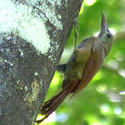 Red-billed Woodcreeper