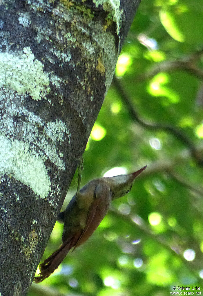 Red-billed Woodcreeper