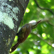 Red-billed Woodcreeper