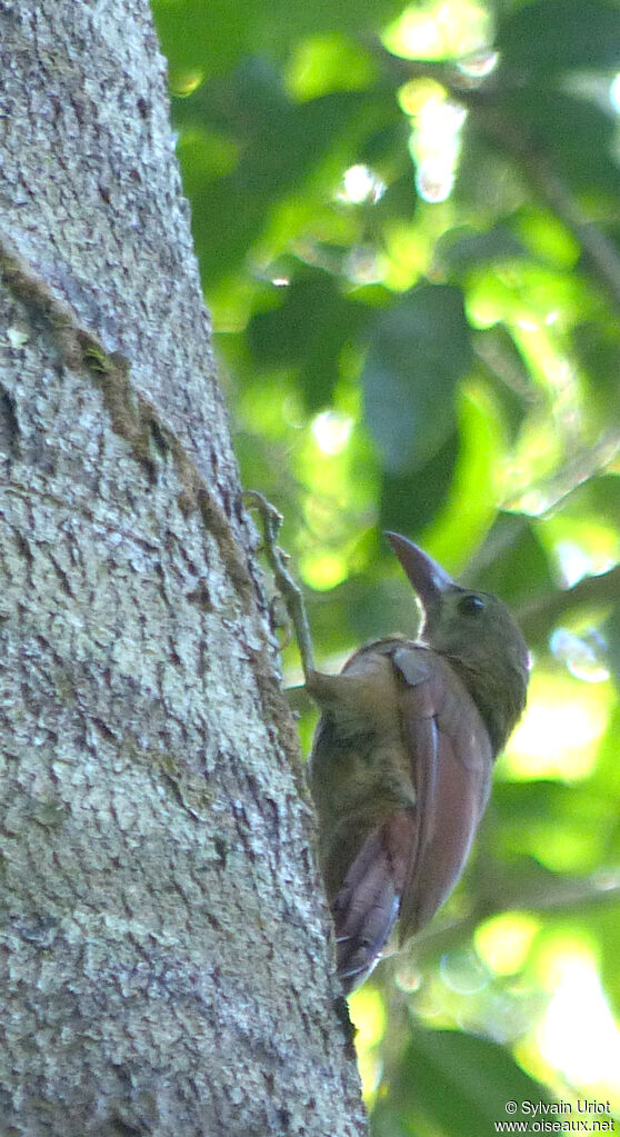 Red-billed Woodcreeper