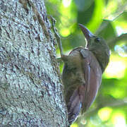 Red-billed Woodcreeper