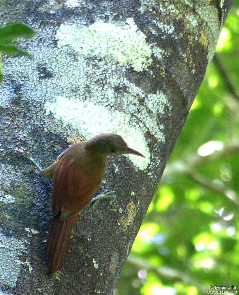 Red-billed Woodcreeper