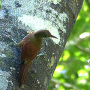 Red-billed Woodcreeper