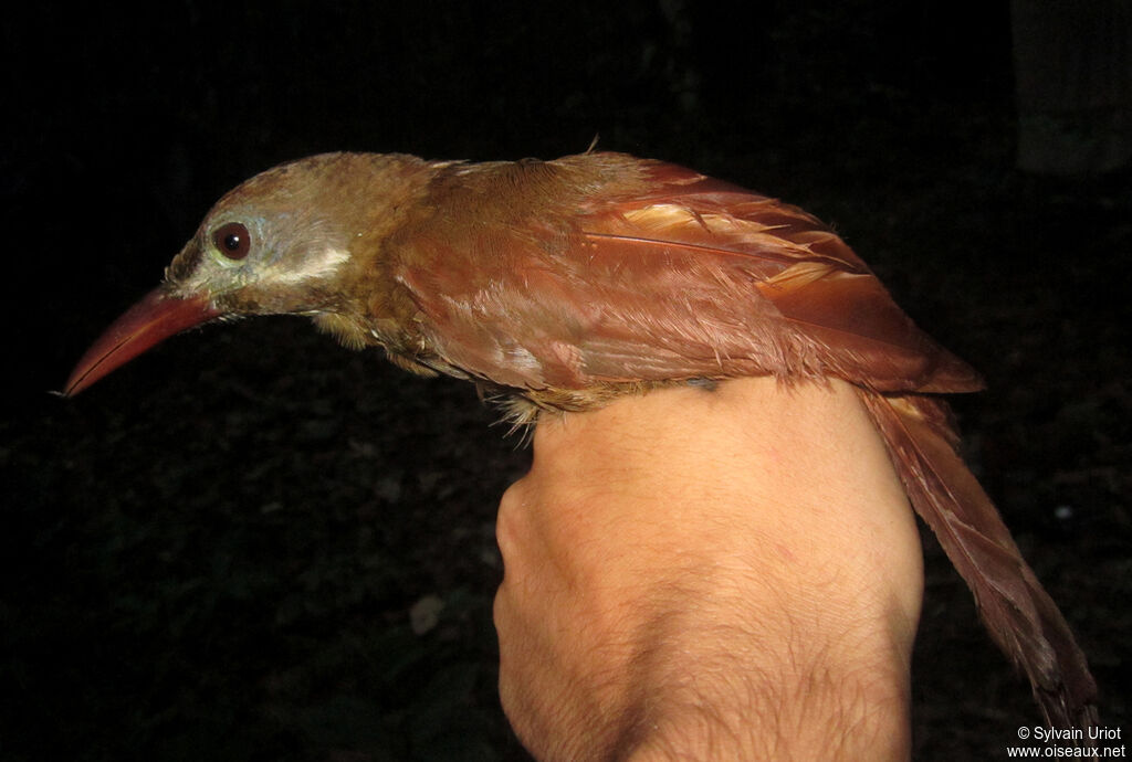 Red-billed Woodcreeperadult