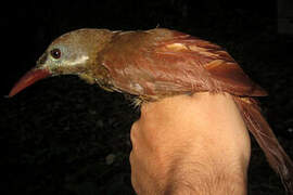 Red-billed Woodcreeper