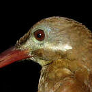 Grimpar de Perrot