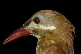 Red-billed Woodcreeper