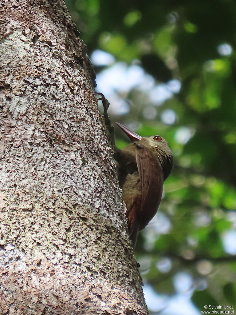 Red-billed Woodcreeperadult