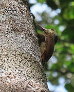 Red-billed Woodcreeper