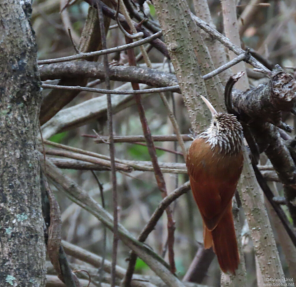 Streak-headed Woodcreeper