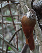 Streak-headed Woodcreeper