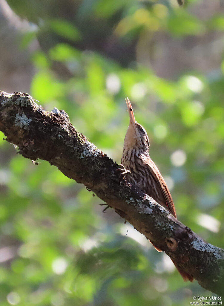 Streak-headed Woodcreeper