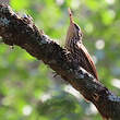 Grimpar de Souleyet